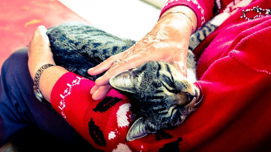 The Complete Guide to Senior Cat Care: Creating a Comforting Routine for Their Golden Years