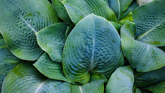 Essential Tools for a Shade Garden: What You Actually Need