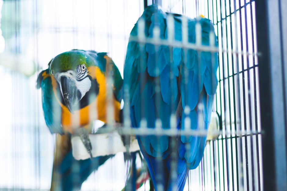 Feathers, Safety, and Serenity: The Essential Guide to Bird Cage Hazard Prevention