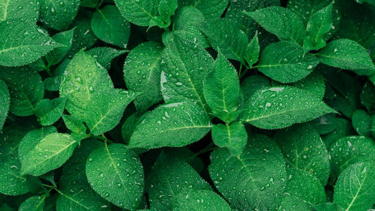 Watering Plants 101: A Beginner's Guide to Healthy, Hydrated Greenery