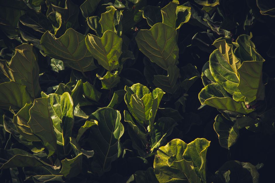 How to Revive a Root-Bound Fiddle Leaf Fig and Promote Healthy New Growth