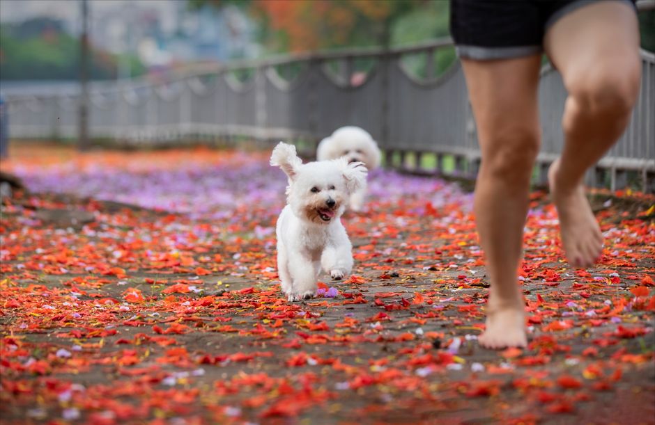 A Beginner's Guide to Pet Exercise and Enrichment: Simple Systems for a Happier, Healthier Companion