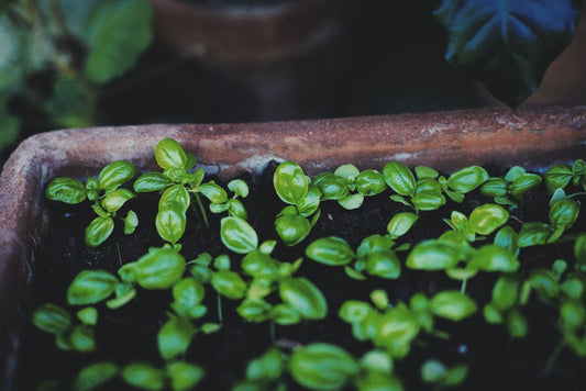 Balcony Gardening for Beginners: How to Stop Killing Your Container Plants