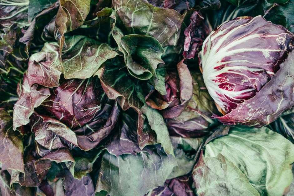 Why Your Lettuce Is Bitter and Bolting: A Complete Care Guide