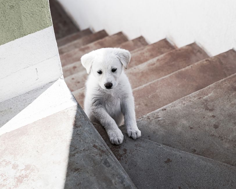 How to Eliminate Pet Odors at the Source: A Step-by-Step Guide