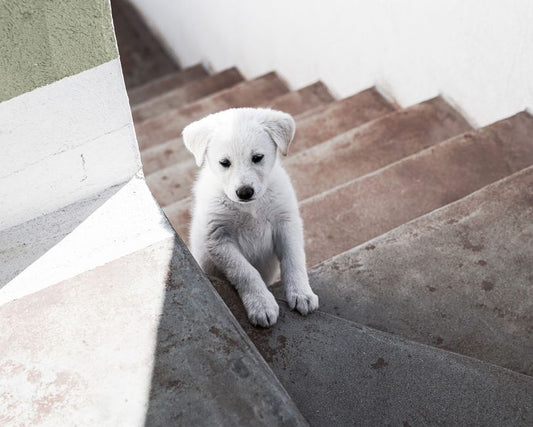 How to Eliminate Pet Odors at the Source: A Step-by-Step Guide