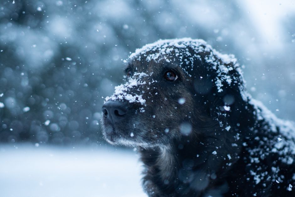 Why Your Dog Still Gets Fleas in Winter: A Seasonal Prevention Guide