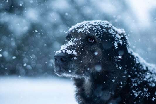 Why Your Dog Still Gets Fleas in Winter: A Seasonal Prevention Guide
