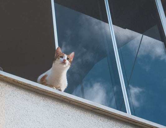 Cat Outdoor Safety in Small Apartments: Enrichment, Escape Prevention, and Balanced Indoor Living
