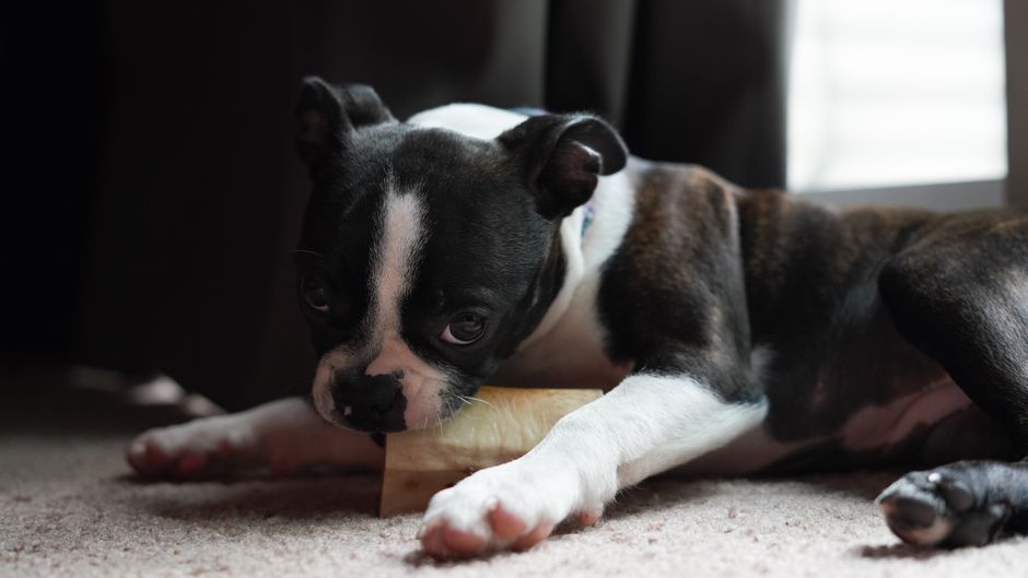 Rabbit Chewing: Where Dental Wear Meets Behavior