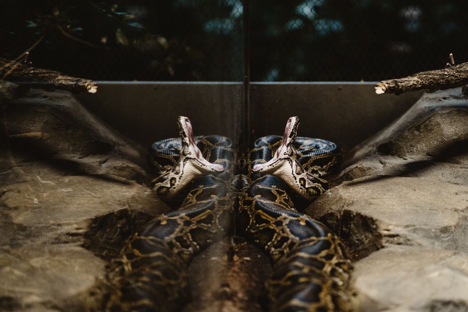 The Open-Sky Question: How Outdoor Access Changes Risk in Reptile Enclosure Design