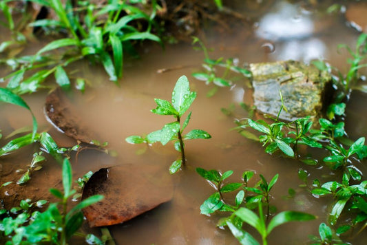Pest Outbreaks and the Watering Habit That Creates Them