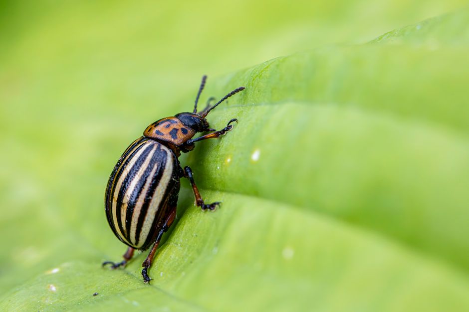 The Complete Guide to Natural Pest Control Without Harmful Chemicals