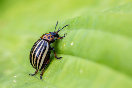 The Complete Guide to Natural Pest Control Without Harmful Chemicals
