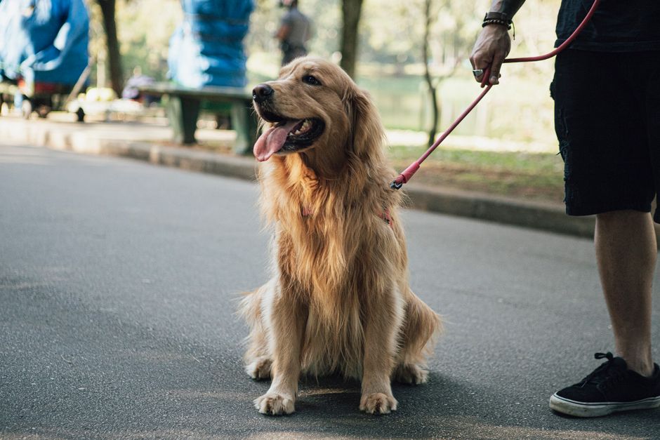 Puppy Training Essentials: A First-Time Owner's Guide to Raising a Well-Behaved Dog