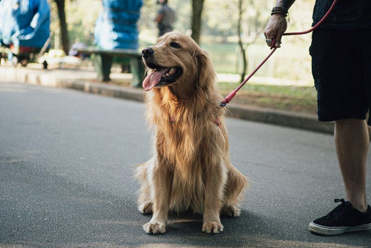 Puppy Training Essentials: A First-Time Owner's Guide to Raising a Well-Behaved Dog