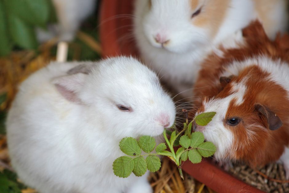 When a Pet Eats Something It Shouldn't: Why Timing and Calm Matter More Than Internet Remedies