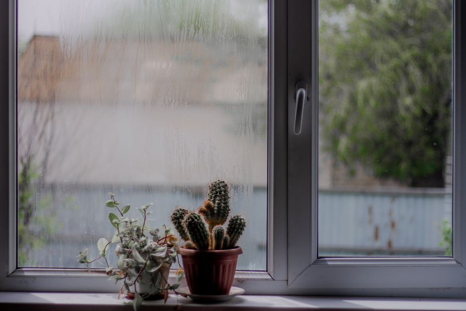 How to Prevent Mold and Mildew on Indoor Succulents in Humid Conditions