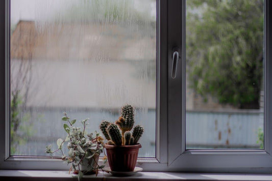 How to Prevent Mold and Mildew on Indoor Succulents in Humid Conditions