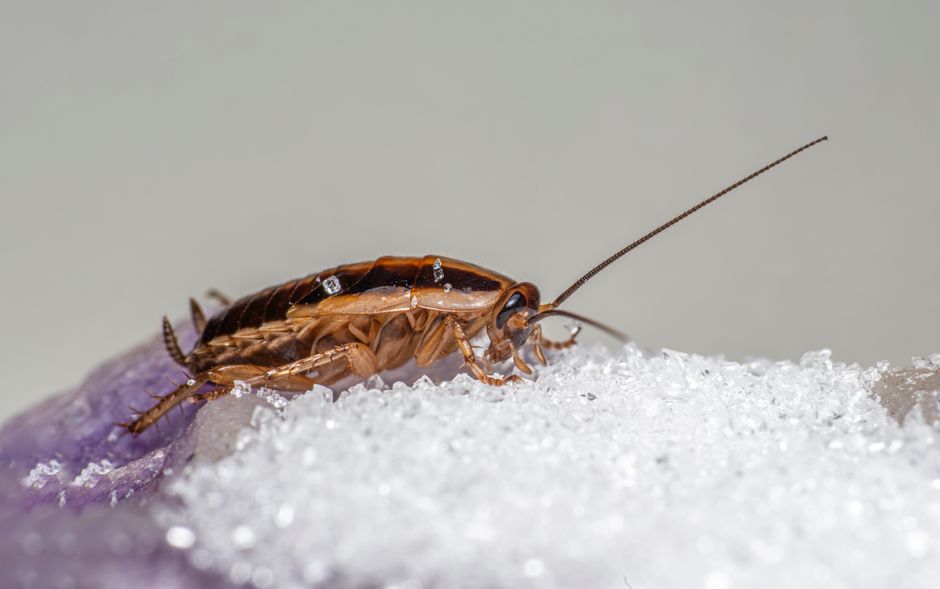 Natural Pest Control: A Skeptic's Guide to What Actually Works