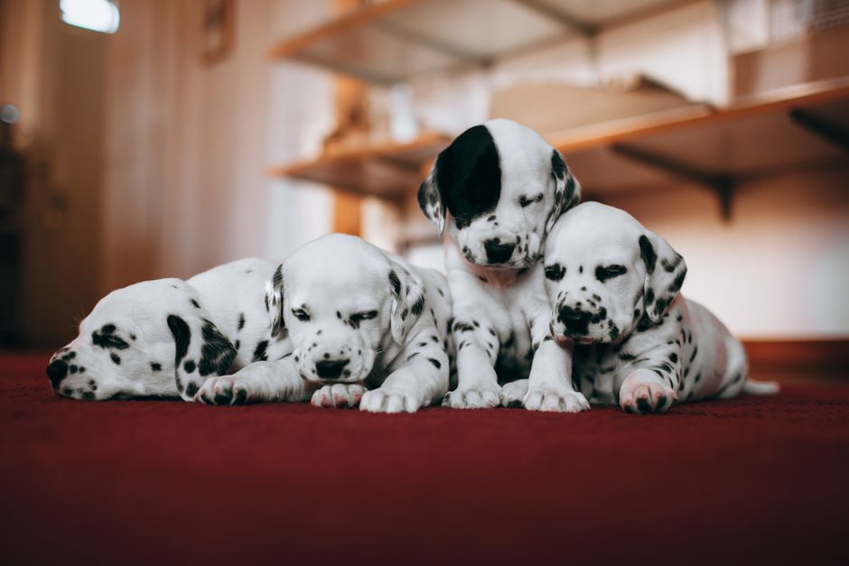 Vet-Approved Tips for a Healthier, Happier Pup: From Puppyhood to Adulthood