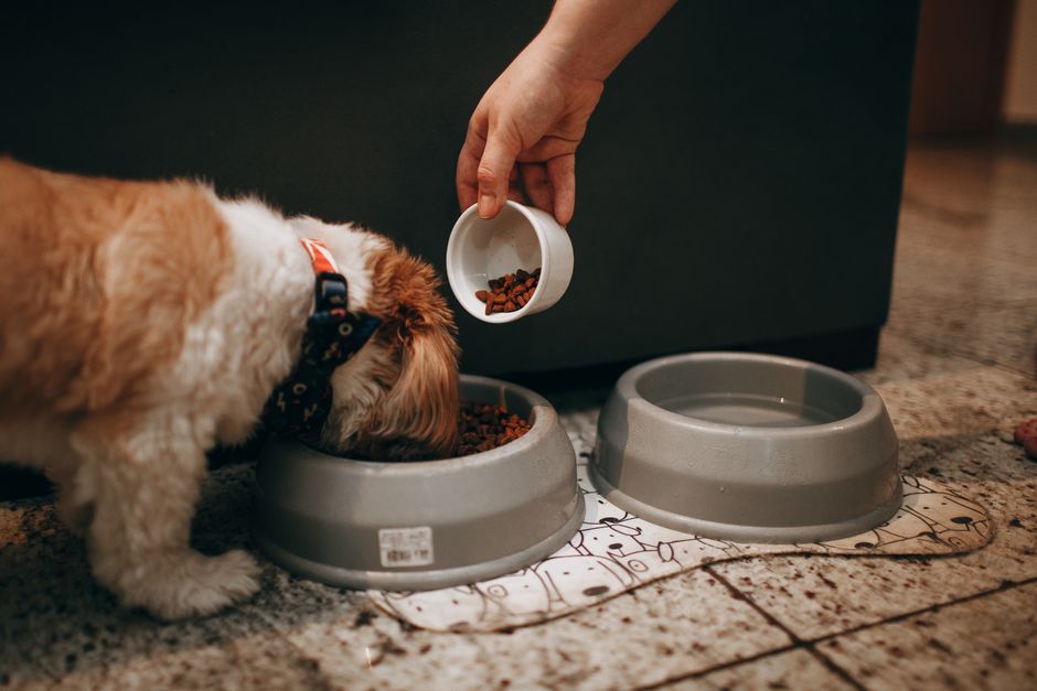 The First-Time Owner's Guide to Pet Food Storage: Preventing Spoilage and Protecting Your Pet's Health