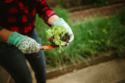 Companion Planting Mistakes That Ruin Your Garden