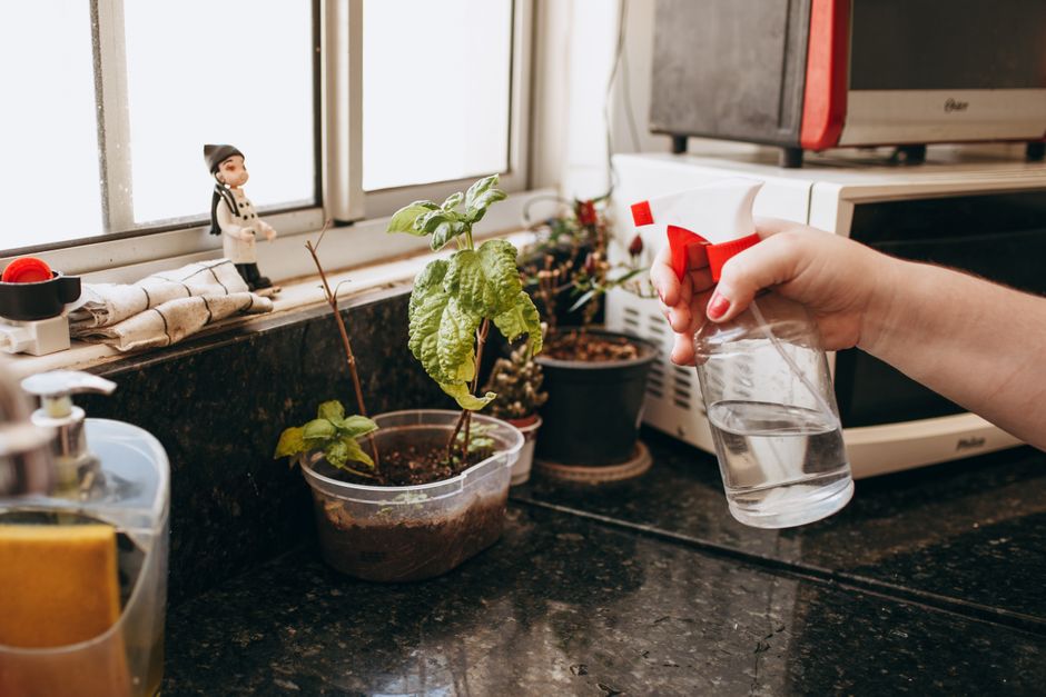 Growing Herbs Indoors Without Buying More Plastic
