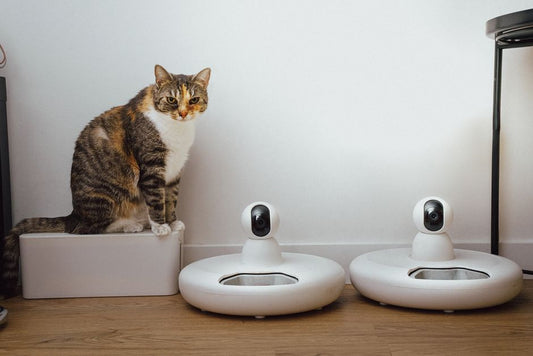 Which Grooming, Feeding, and Monitoring Products Actually Help Your Pet?