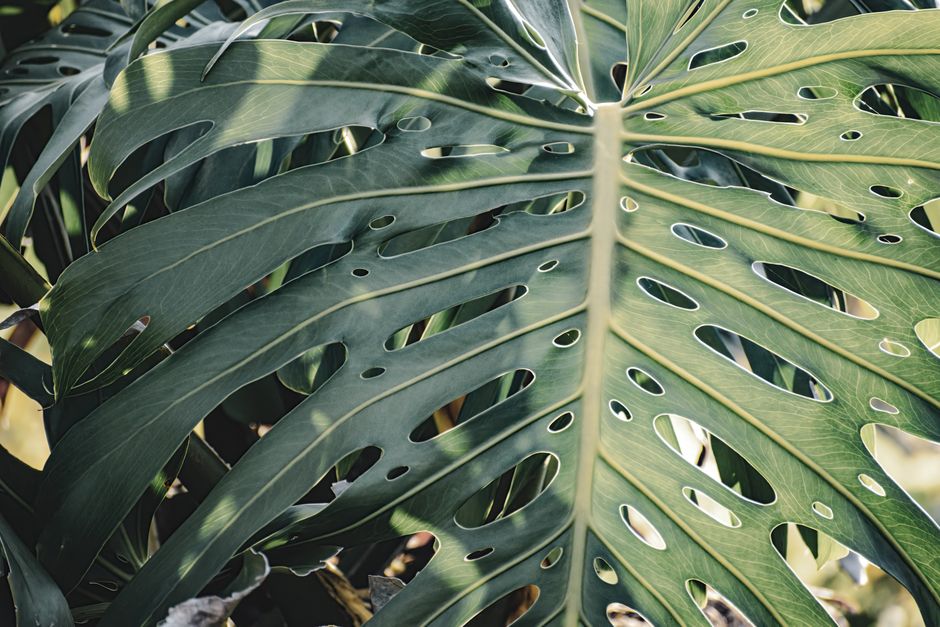 The Organic Monstera Handbook: Natural Methods for Lush, Pest-Free Growth