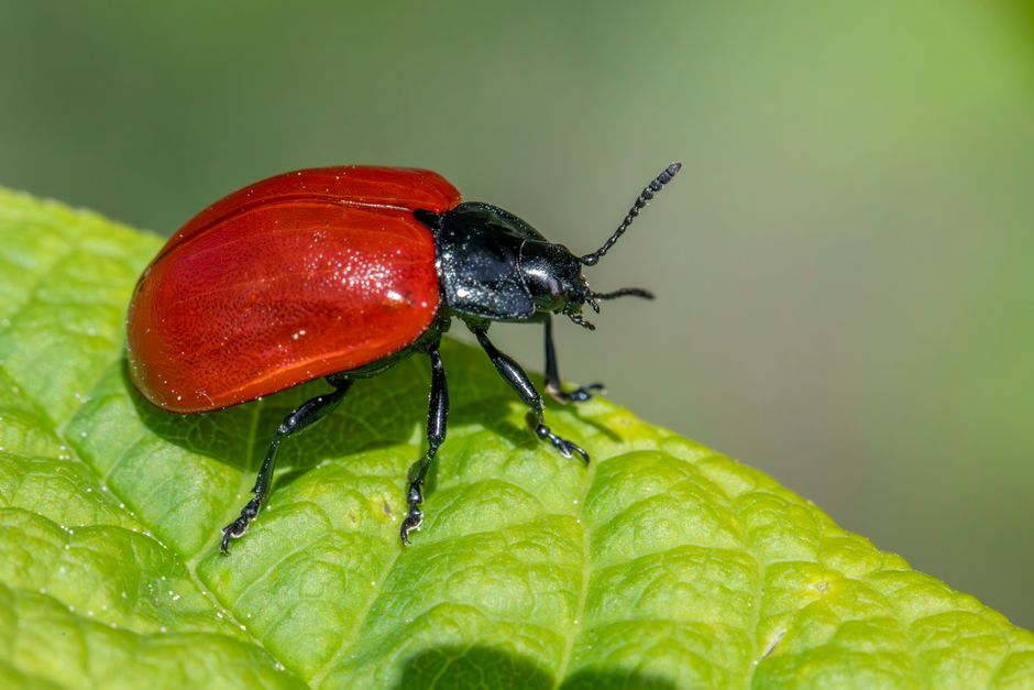 Simple Pest Control for Beginners: How to Identify Plant Pests and Treat Them Safely