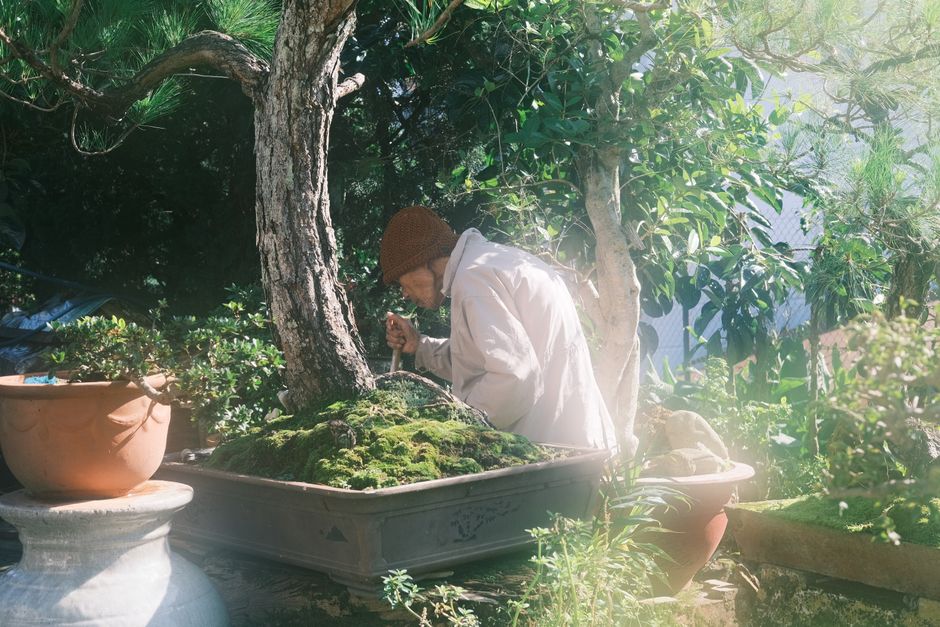 The Seasonal Bonsai Care Calendar: A Practical Guide to Year-Round Maintenance