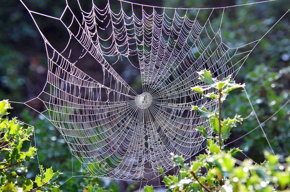 Native Plant Gardening and the Climate Question: Why the Same Garden Can Be a Net Gain or a Net Loss