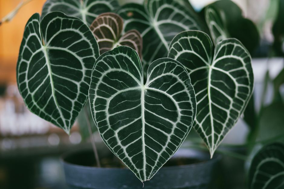 Monstera Care Through the Seasons: A Practical Guide to Year-Round Growth