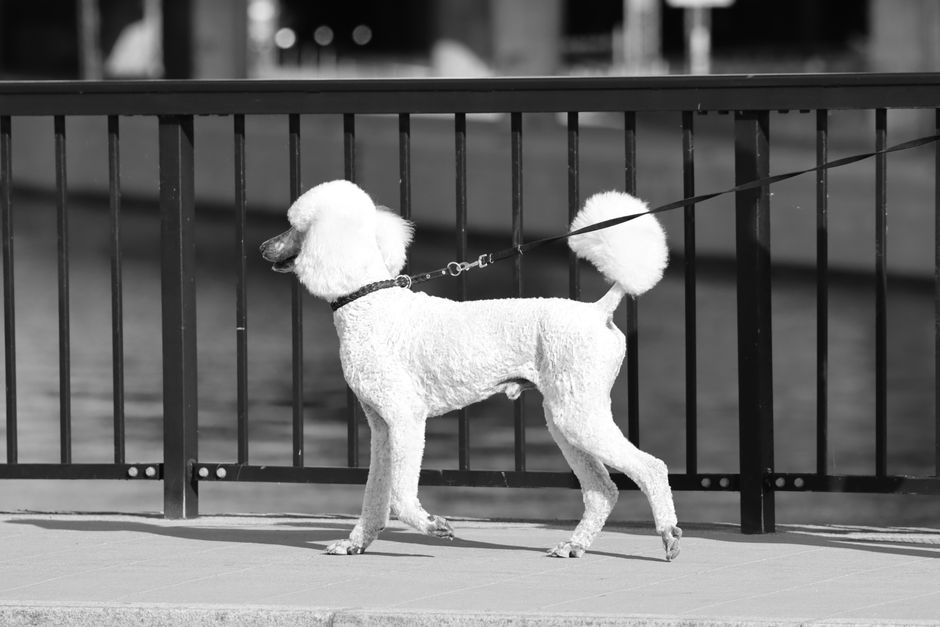 Retractable vs Standard Leash: Which One Builds Better Walking Habits?