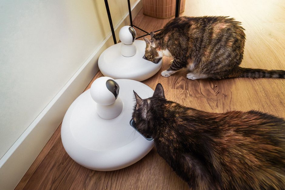 Feeding by Measurement or by Observation: What Automatic Feeders Can and Cannot Do for Cats