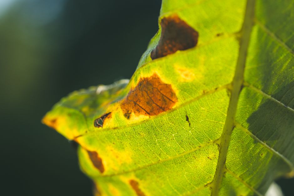 Frost Injury or Fungal Spot? Reading Cold Damage on Leaves