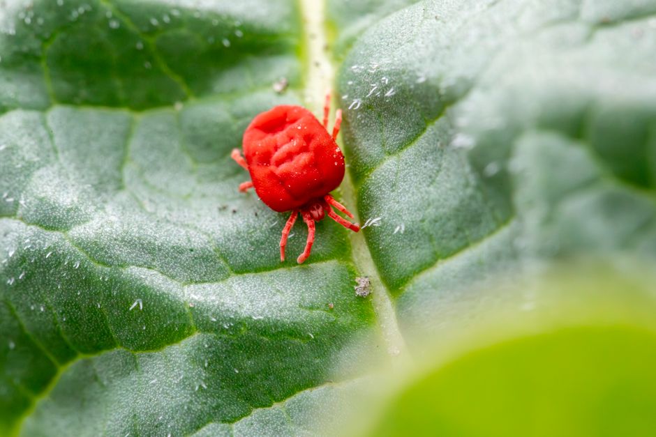 A Step-by-Step Guide to Natural Pest Control: Prevention, Maintenance, and Minimal Interventions