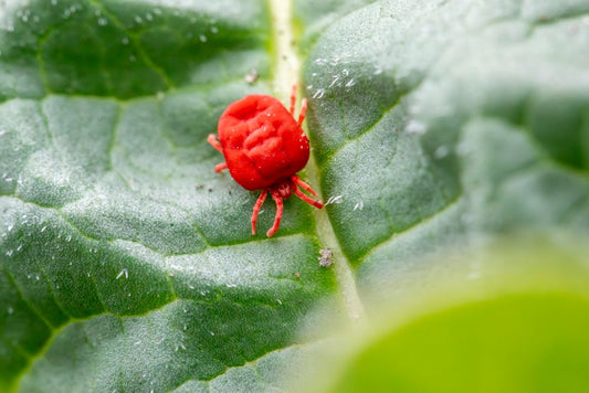 Natural Pest Control on a Budget: Practical, Low-Waste Strategies That Work