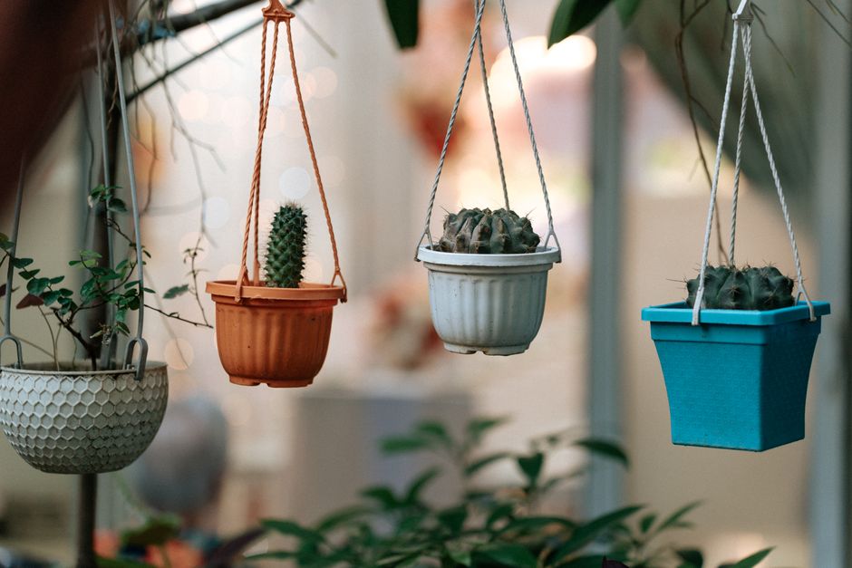 Essential Cactus Care Tools for Healthy Indoor and Outdoor Plants