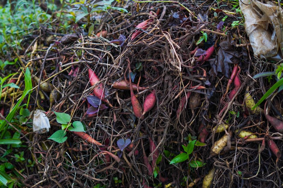 The Frugal Gardener's Guide to Building a Zero-Waste Compost System on a Shoestring Budget