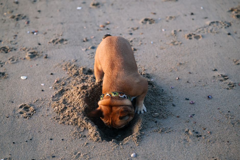 How to Read Your Dog's Digging Behavior