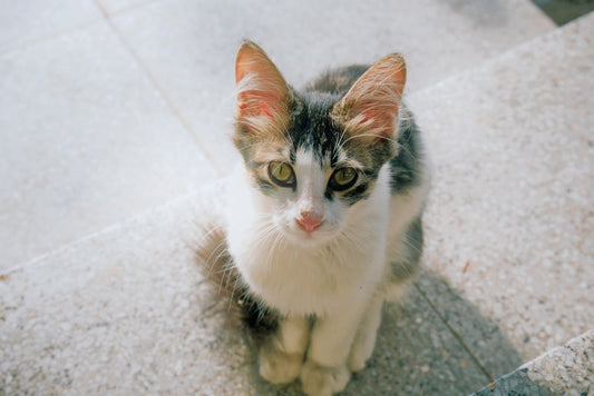 How to Safely Clean Your Pet’s Ears and Eyes: A Step-by-Step Guide for Anxious Pets