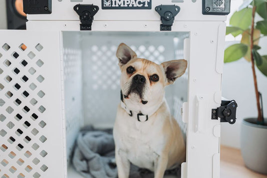 Step-by-Step Guide to Crate and Space Training for Your Dog