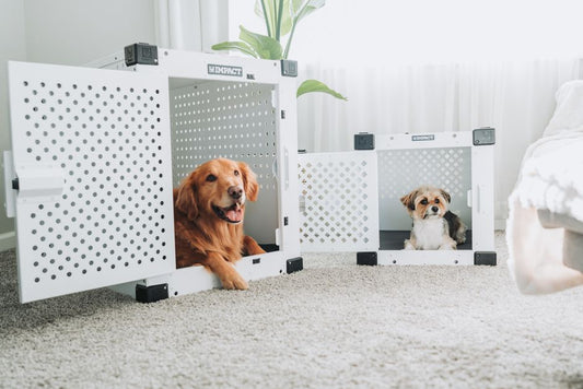 Emergency Guide to Pet Crate and Space Training: What to Do When Your Pet Panics in Their Den