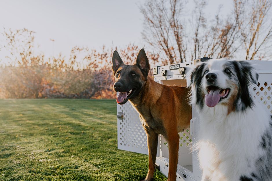 Vet-Approved Tips for Stress-Free Pet Crate Training