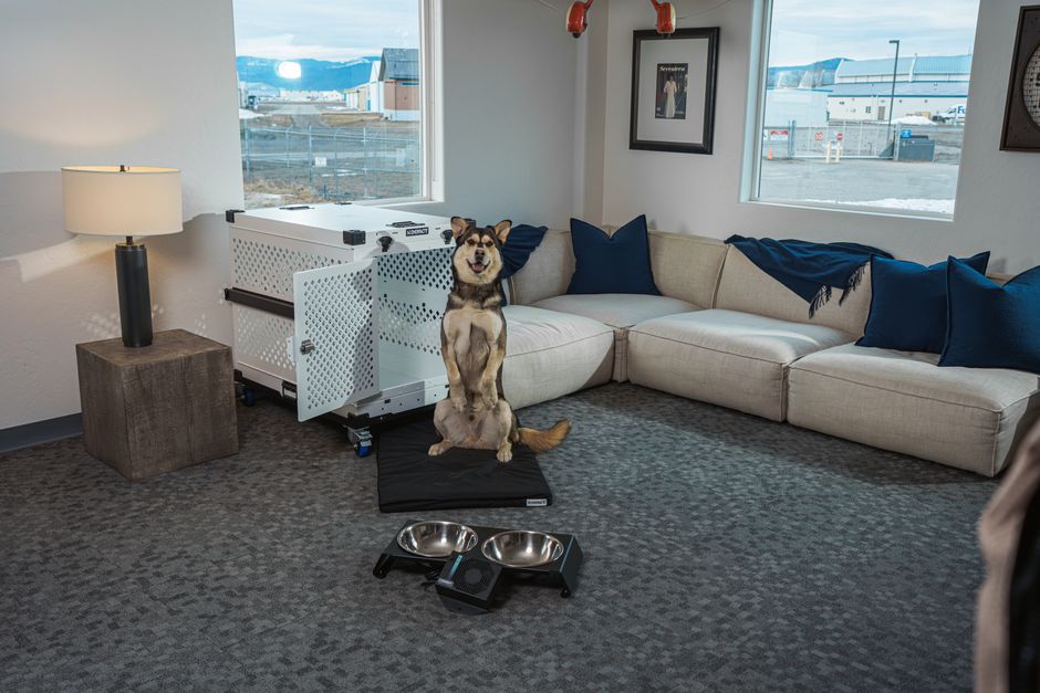 How to Prevent Common Pet Space and Crate Training Problems