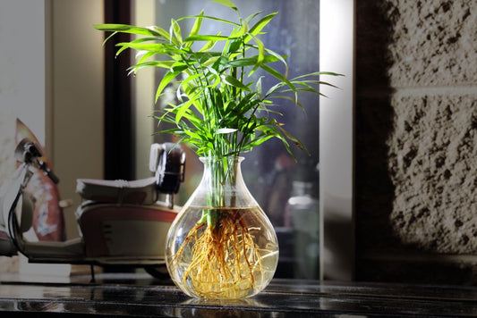 How Watering Actually Works: Root-Zone Biology Behind Indoor Plant Hydration
