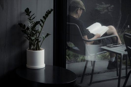 Seasonal ZZ Plant Care Guide: Adjusting Water, Light, and Feeding Through the Year