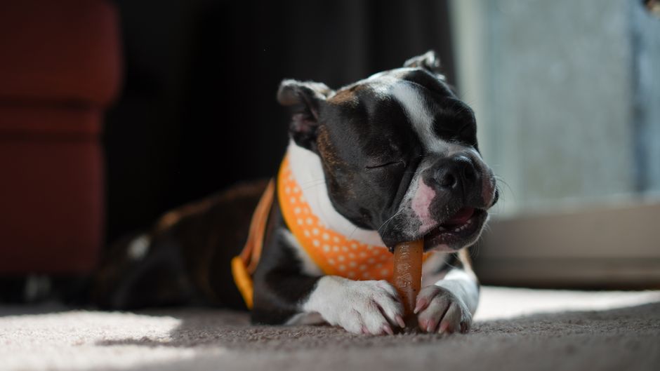 Rabbit Treats and the Chewing Instinct: Why Small Treats Miss the Point